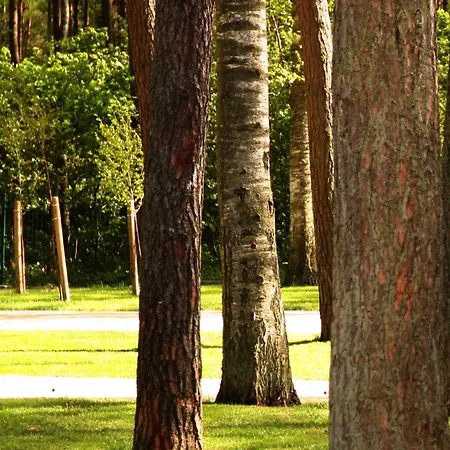 Lesny Pogorzelica (Gmina Rewal)